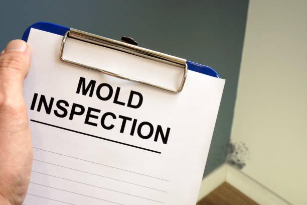 Herald, CA Mold Removal Company